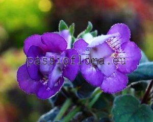 Mini Sinningia SRG'S DOUBLE TROUBLE