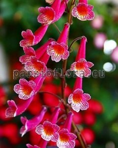 Smithiantha Seeds PF-MOUNT BEAUTY x other hybrids