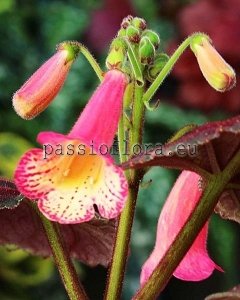 Smithiantha Seeds PF-MADELINE x other hybrids