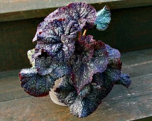 Begonia DS-AVA 