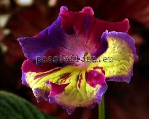 Streptocarpus Seeds UA-RAINBOW x other hybrids