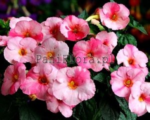 Achimenes Seeds ROSENTHAL x other hybrids 