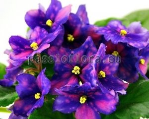 African Violet Seeds RS-JUGGLER x other hybrids