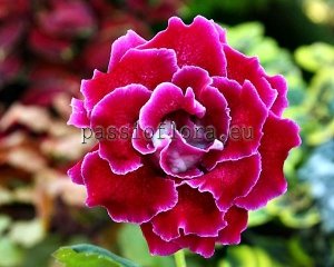 Gloxinia Seeds PF-AMOR x other hybrids