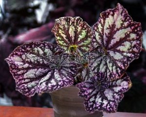 Begonia DS-ONLY ME