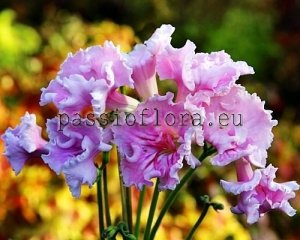Streptocarpus Seeds PINK FLAMINGO x other hybrids 