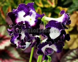 Streptocarpus Seeds DS-PEGAS x other hybrids