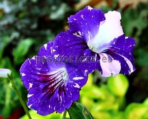 Streptocarpus Seeds DS-FEBRUARY x other hybrids