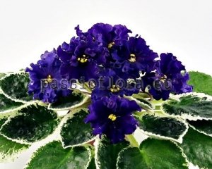 African Violet Seeds VAT-AFRIKA x other hybrids