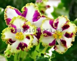 African Violet  Chimera LESNOY TSAR