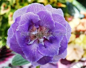 Gloxinia PF-LIGHTNESS