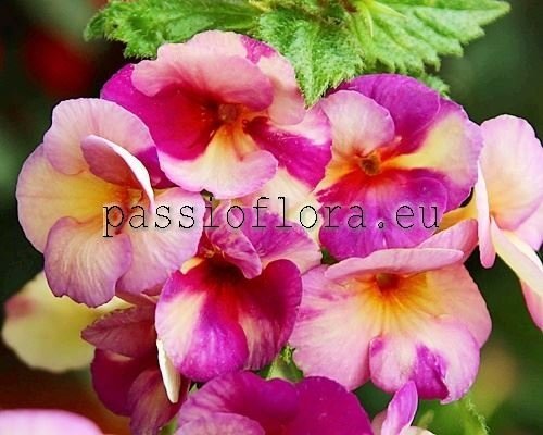 Achimenes BLUEBERRY LEMON
