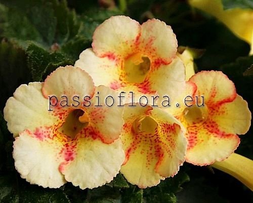 Achimenes LEMON PARADE