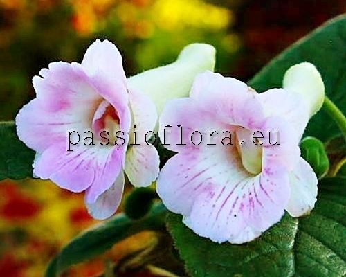 Sinningia ISA'S ENLIGHTEN ME