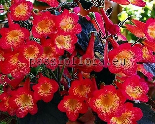 Achimenes NORTHWOOD'S SUNBURST xAchimenantha