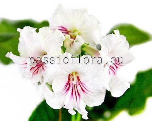 Streptocarpus NITKA