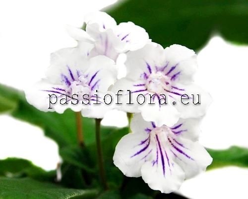 Streptocarpus BRISTOL'S LOLLIPOP 