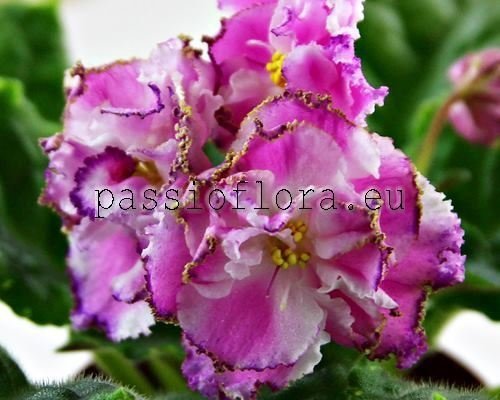 African Violet LE-CALIFORNIA - LE-KALIFORNIYA