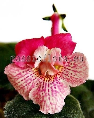 Mini Sinningia Seeds SRG'S HONEY 