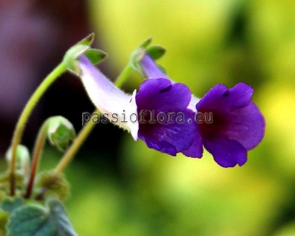 Mini Sinningia SILHOUETTE