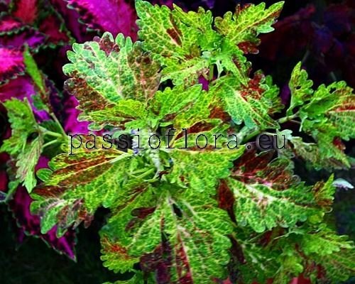 Coleus PF-ISADORA 