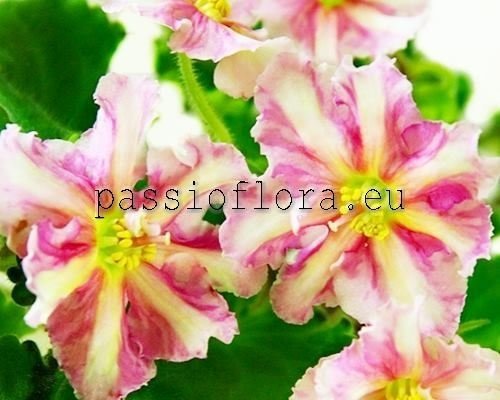 African Violet Seeds FG-ZOLOTOE RUNO