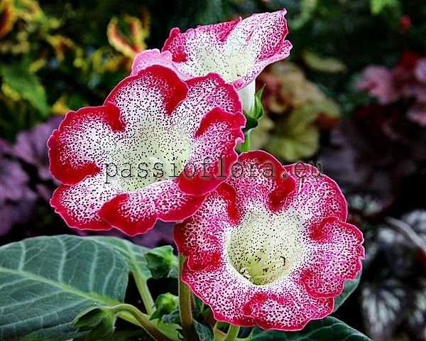 Gloxinia PF-HOTSPOT 