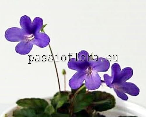 Micro Mini Sinningia MARYJANE'S PIXIE