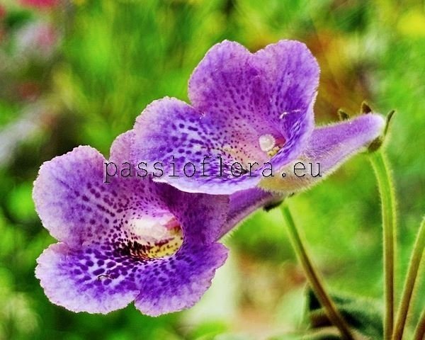 Mini Sinningia Seeds SRG'S SANDY PURPLE