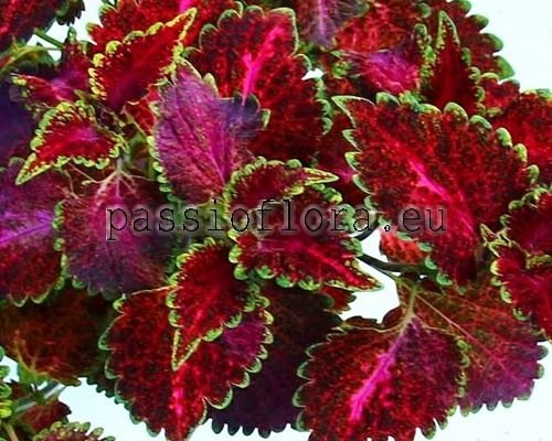 Coleus PF-ROSALIE 