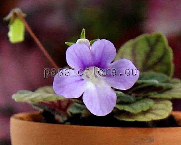 Micro Mini Sinningia concinna Seropedica