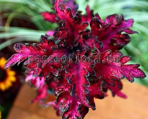 Coleus PF-PACIFIC PEARL 