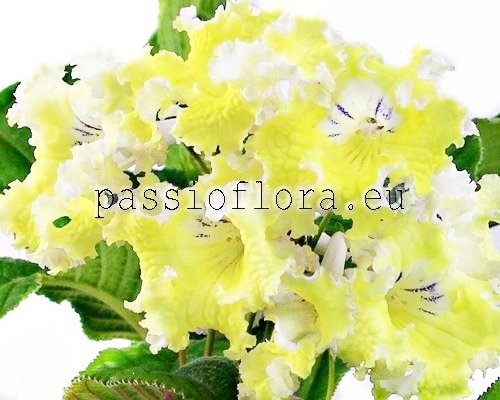 Streptocarpus DS-CHICK