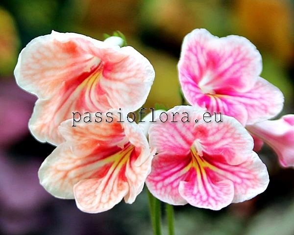 Streptocarpus DEM-FOUNTAIN OF DESIRES  - DEM-FONTAN ZHELANIY