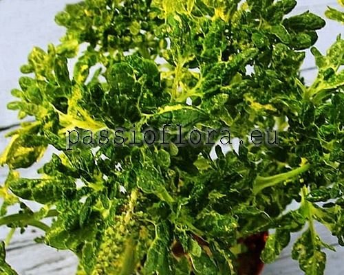 Coleus PF-MASCOTTE 