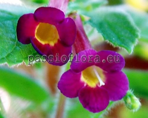 Achimenes RF'S ACAPULCO xAchicodonia