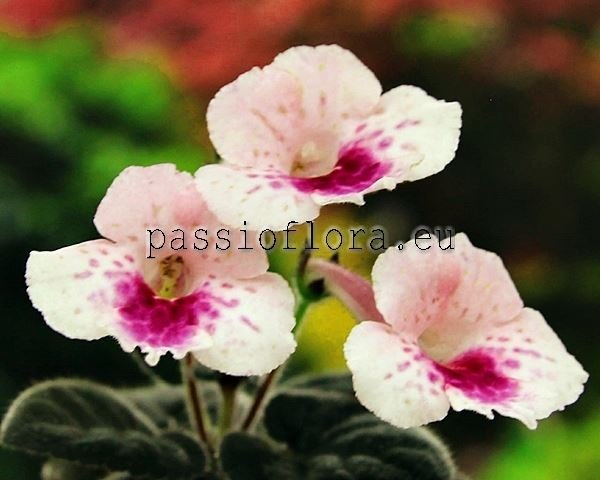 Mini Sinningia SIMSIM PINK FLAMINGO