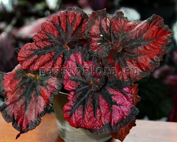 Begonia DS-BURNING PASSION