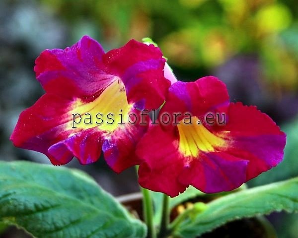 Streptocarpus Seeds DS-2324 