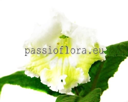 Streptocarpus DS-WHITE GOLD 