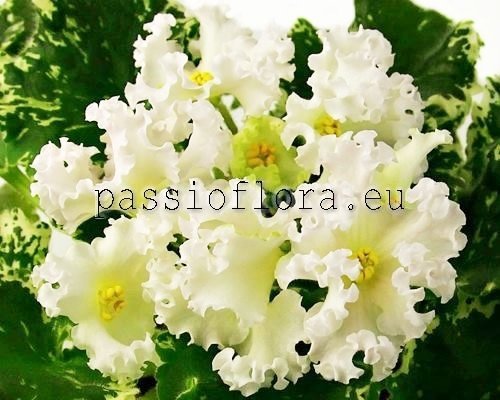 African Violet DN-MACABEO