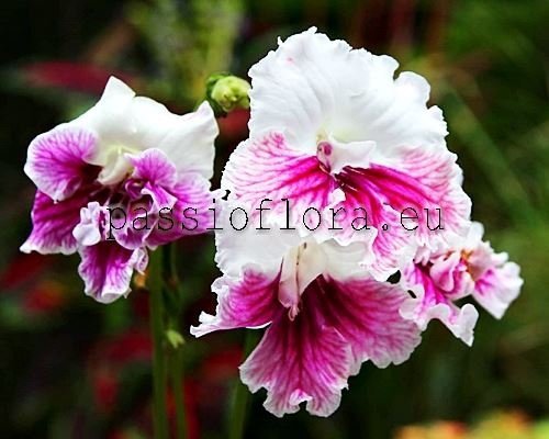 Streptocarpus PINK PRINCESS 