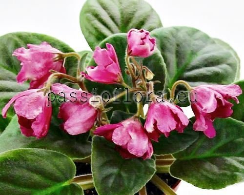 African Violet RED TULIP - KRASNYY TYULPAN 