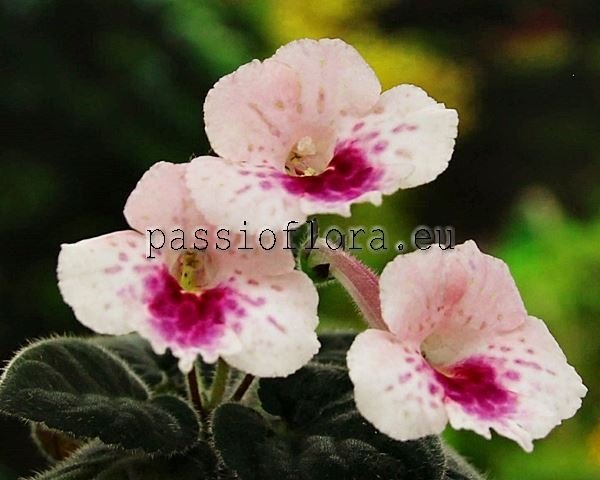 Mini Sinningia SIMSIM PINK FLAMINGO