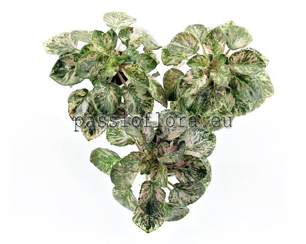 African Violet diplotricha variegata sport
