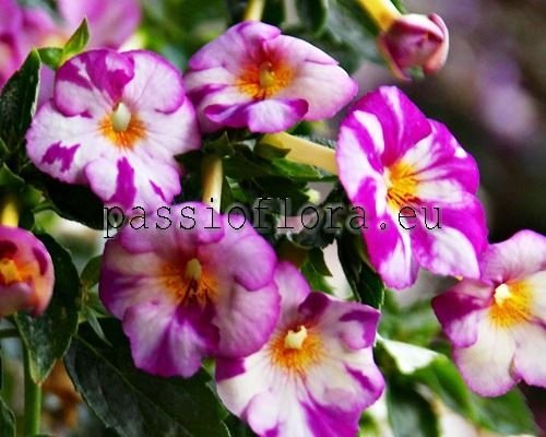 Achimenes SIB LILAC MYSTERY 
