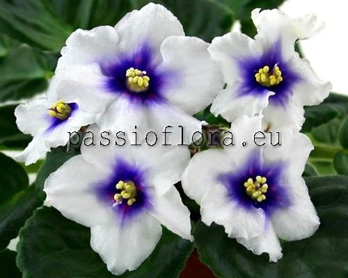 African Violet Seeds DN-GARMONIYA