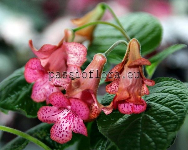 Sinningia HCY'S FOX TAIL