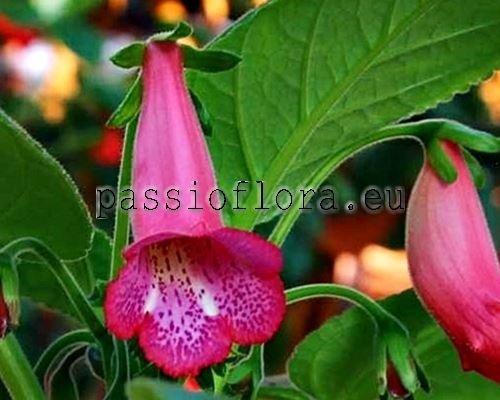 Sinningia SL'S TARZAN