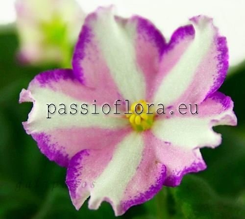 African Violet SVETLANA